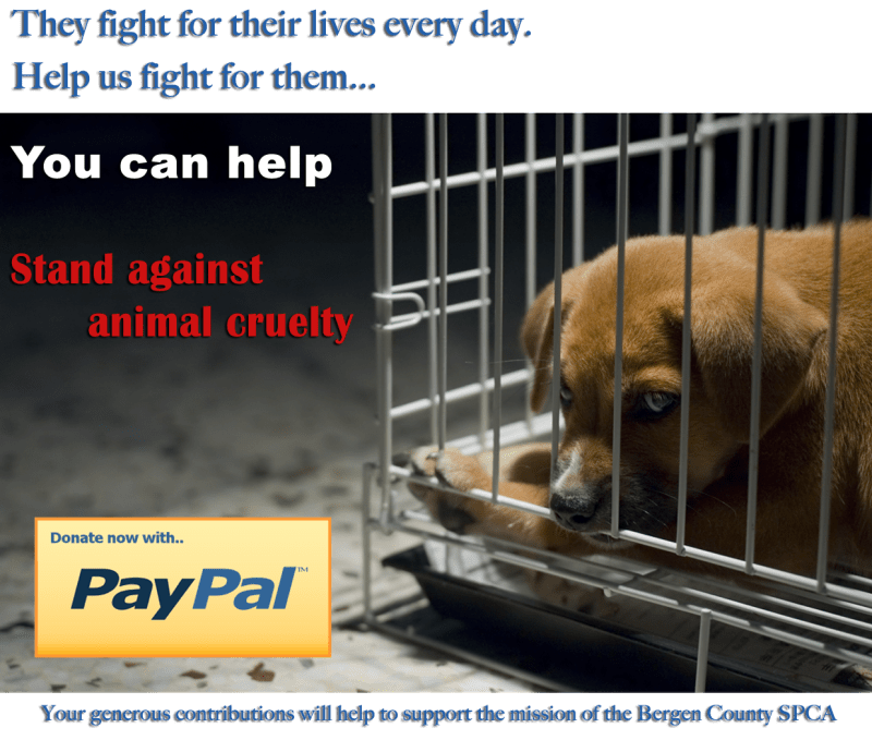 Donate To The Spca